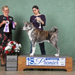 Professional shot with Judge Polly A. Dake-Jones showing off his Best of Breed and Grand Champion Class win