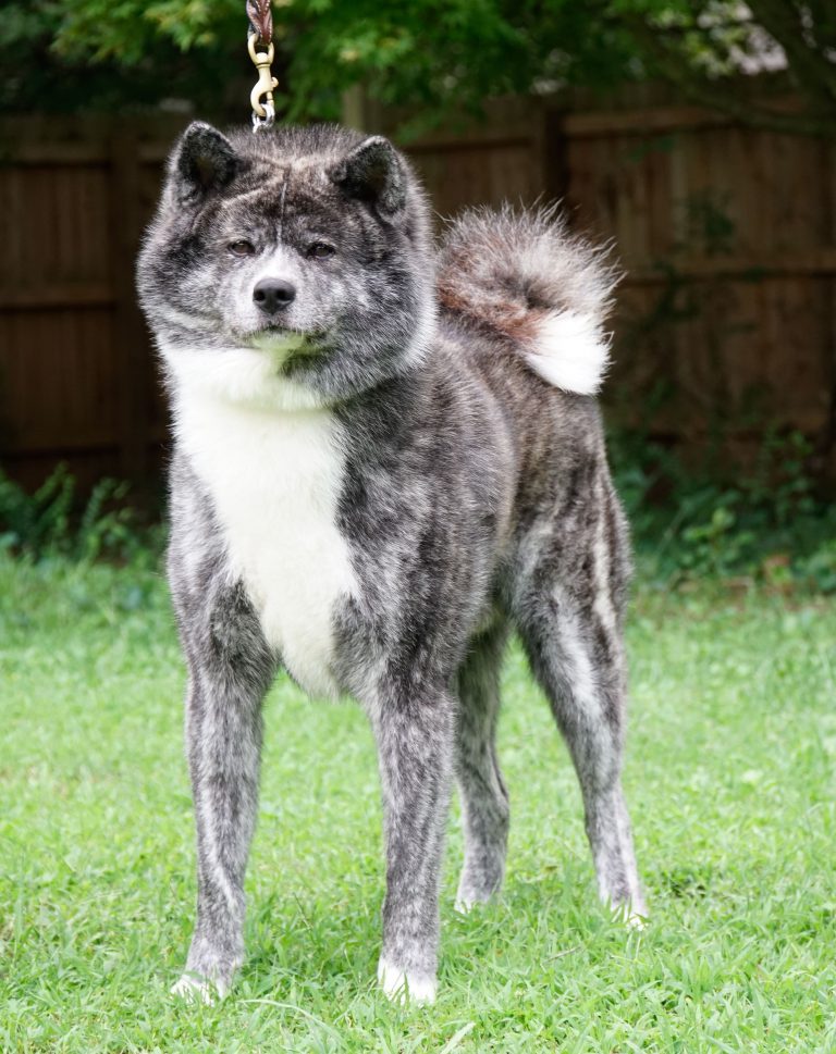 Grey japanese sale akita