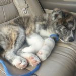 Puppy napping in the car